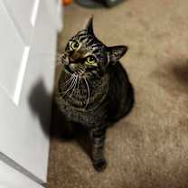 Thumbnail photo of Lewis #4