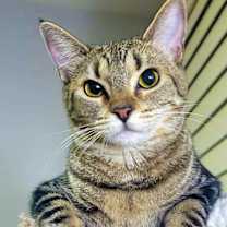 Thumbnail photo of Daytona #1