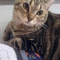 Thumbnail photo of Daytona #3