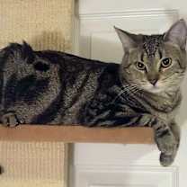 Thumbnail photo of Daytona #4