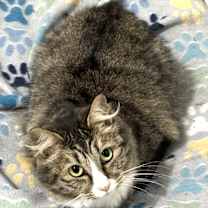 Thumbnail photo of Matilda, shy but loving! #1