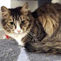 Thumbnail photo of Matilda, shy but loving! #3