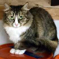 Thumbnail photo of Matilda, shy but loving! #4