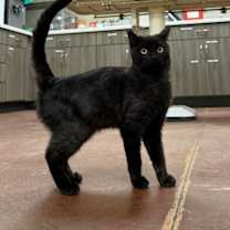 Thumbnail photo of Owl #1