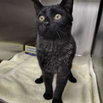 Thumbnail photo of Owl #2