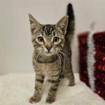 Thumbnail photo of Cleo #1