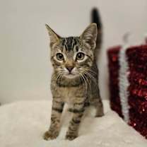 Thumbnail photo of Cleo #2