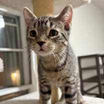 Thumbnail photo of Finnick #1