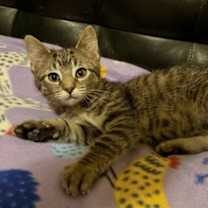 Thumbnail photo of Jola #1