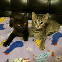 Thumbnail photo of Jola #2