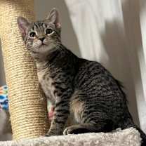 Thumbnail photo of Finnick #2