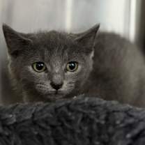 Thumbnail photo of Millionaire Waltz #2