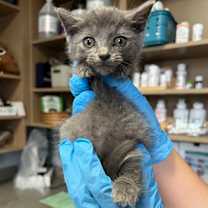 Thumbnail photo of Millionaire Waltz #3