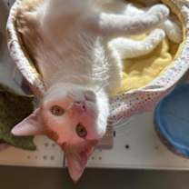 Thumbnail photo of Hombrecito #1