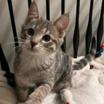 Thumbnail photo of Dino #1