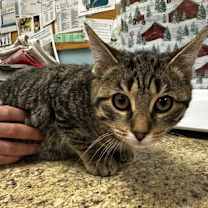 Thumbnail photo of Kex #1