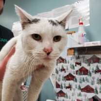 Thumbnail photo of Flame #1