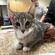 Thumbnail photo of Dino #2