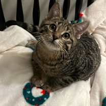 Thumbnail photo of Kex #2