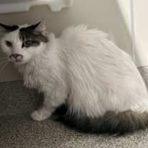 Thumbnail photo of Mistachio #2