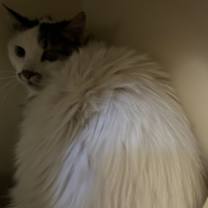 Thumbnail photo of Mistachio #3