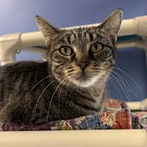 Thumbnail photo of Gemma #1