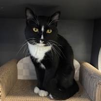 Thumbnail photo of Ham #1