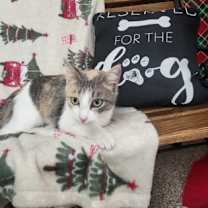 Thumbnail photo of Cali #2