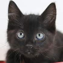 Thumbnail photo of Trouble #1