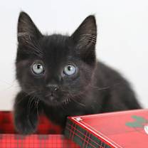 Thumbnail photo of Trouble #2