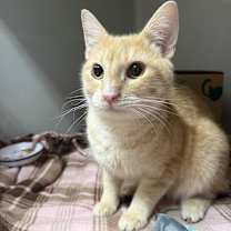 Thumbnail photo of Dio Brando #1