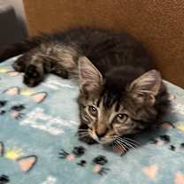 Thumbnail photo of Bonnie #4