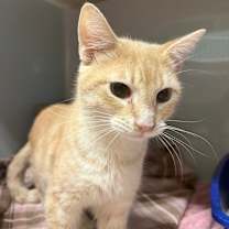 Thumbnail photo of Dio Brando #2