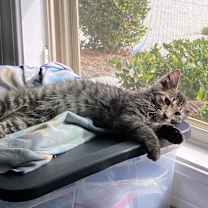 Thumbnail photo of Blossom #4