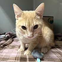 Thumbnail photo of Dio Brando #3