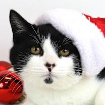 Thumbnail photo of Kris Kringle #1