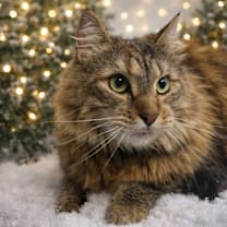 Thumbnail photo of COCO #1