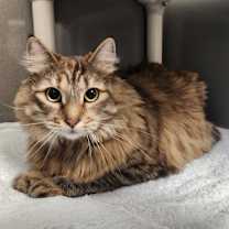 Thumbnail photo of COCO #2