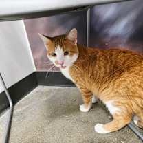 Thumbnail photo of Aengus  #3