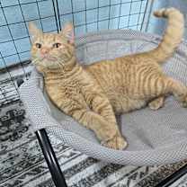 Thumbnail photo of Snickers #3