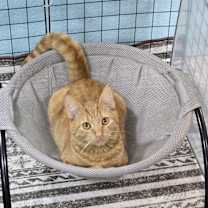 Thumbnail photo of Snickers #4