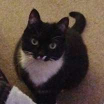 Thumbnail photo of Lady/ fat stuff #1