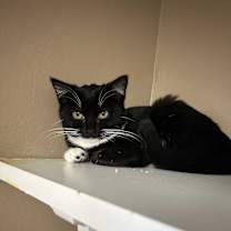 Thumbnail photo of Truffle #1