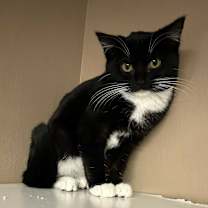 Thumbnail photo of Truffle #2