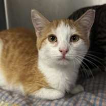 Thumbnail photo of Satin #1