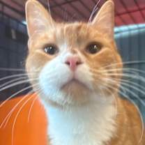 Thumbnail photo of Cheddar Biscuit #1