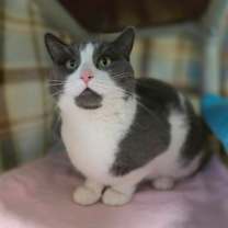 Thumbnail photo of Miso #1