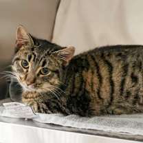 Thumbnail photo of Gummy Bear #2