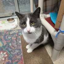 Thumbnail photo of Miso #3