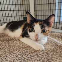 Thumbnail photo of Sugar Plum #1